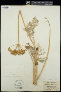 Lomatium multifidum image