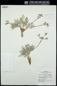 Lomatium foeniculaceum image