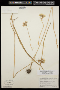 Triteleia hyacinthina image