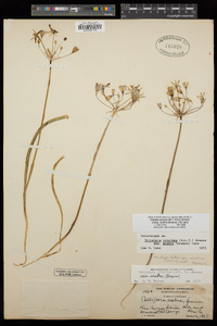 Triteleia ixioides image