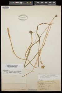 Triteleia ixioides image