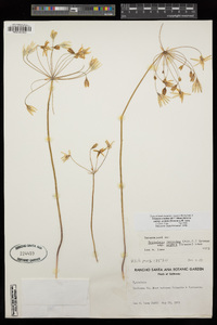 Triteleia ixioides image