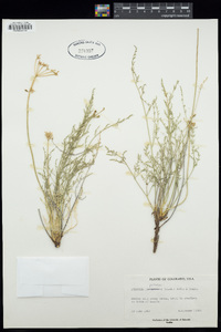 Cymopterus terebinthinus var. petraeus image