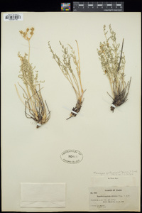 Cymopterus terebinthinus image