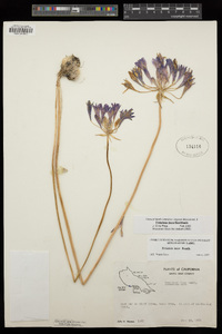 Triteleia laxa image