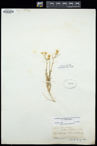 Acamptopappus sphaerocephalus var. sphaerocephalus image