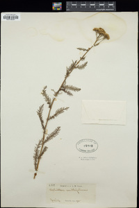 Achillea millefolium image