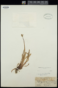 Agoseris aurantiaca var. aurantiaca image