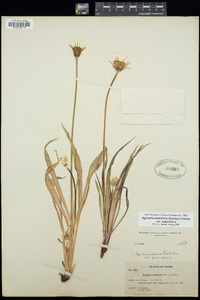 Agoseris aurantiaca image