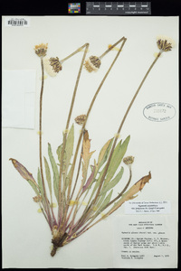 Agoseris aurantiaca image