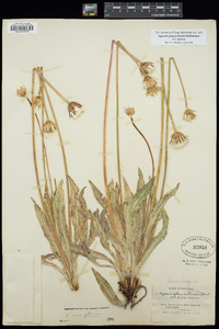 Agoseris glauca var. glauca image