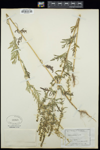 Ambrosia artemisiifolia image