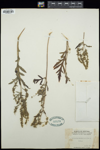 Ambrosia artemisiifolia image