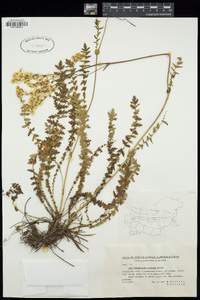 Filipendula vulgaris image