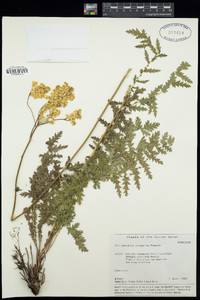 Filipendula vulgaris image