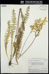 Filipendula vulgaris image