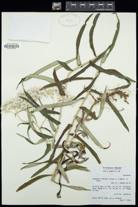 Anaphalis margaritacea image