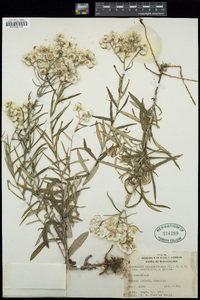 Anaphalis margaritacea image