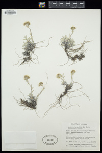 Antennaria alpina image