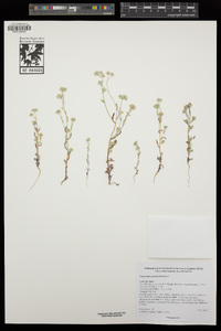 Cryptantha gracilis image