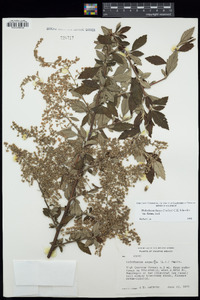 Holodiscus argenteus image