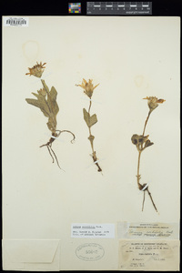 Arnica cordifolia image