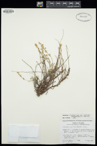 Artemisia arbuscula subsp. longiloba image