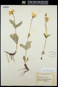 Arnica latifolia image