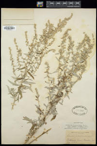 Artemisia ludoviciana subsp. albula image