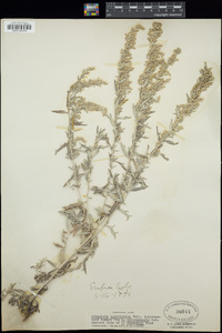 Artemisia ludoviciana image