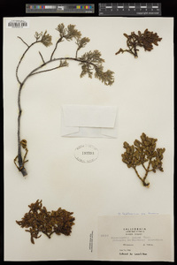 Phoradendron bolleanum image