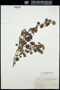 Image of Physocarpus amurensis