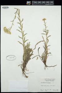 Achillea millefolium image