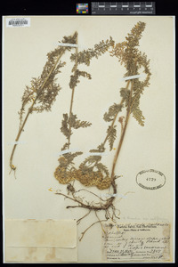 Achillea millefolium image