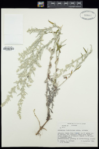 Artemisia ludoviciana subsp. ludoviciana image