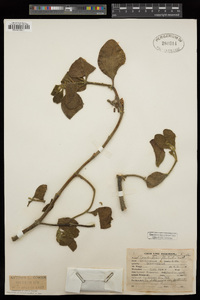 Phoradendron leucarpum subsp. macrophyllum image