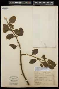 Phoradendron leucarpum subsp. macrophyllum image