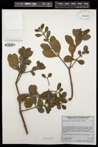 Phoradendron leucarpum subsp. macrophyllum image