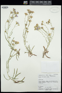 Symphyotrichum chilense image