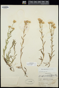 Symphyotrichum ascendens image