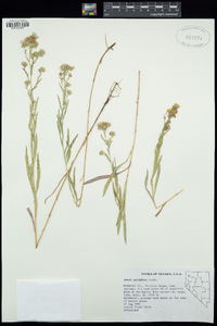 Symphyotrichum ascendens image