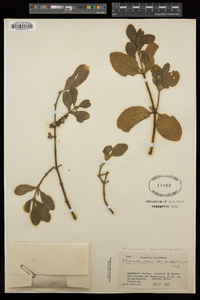 Phoradendron leucarpum image