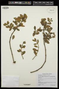 Phoradendron leucarpum image