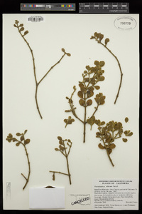 Phoradendron leucarpum image