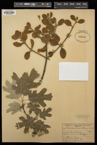 Phoradendron leucarpum image