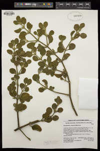 Phoradendron leucarpum image