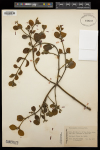 Phoradendron leucarpum image