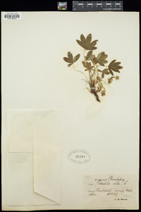 Potentilla alba image