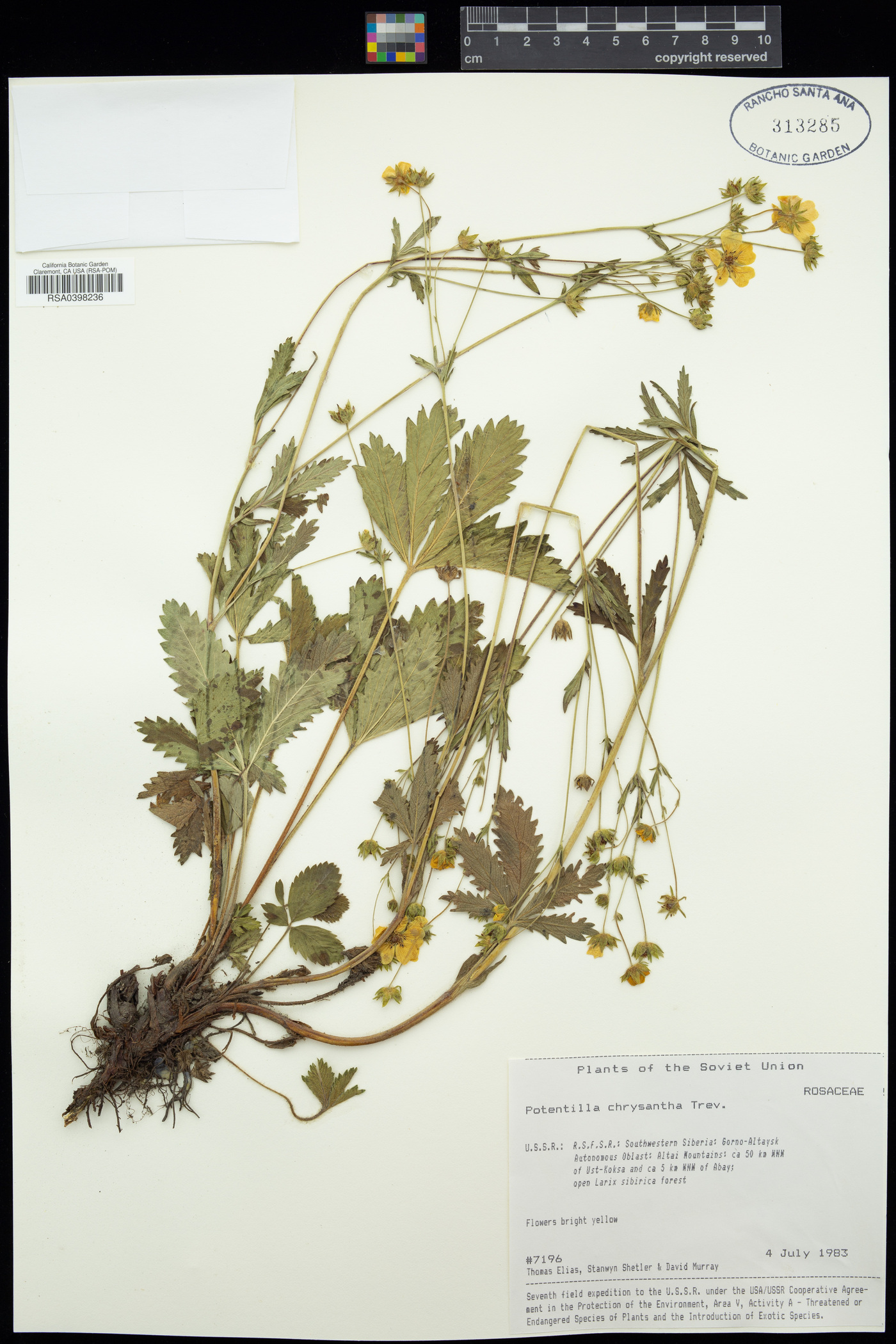 Potentilla chrysantha image