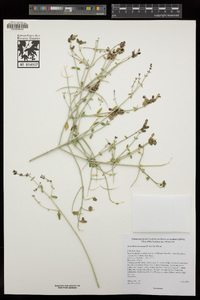 Scutellaria mexicana image